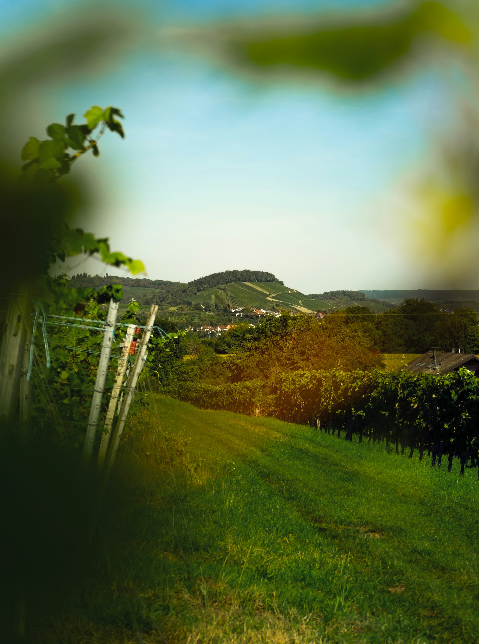 a lush green field with a lush green hillside in the background