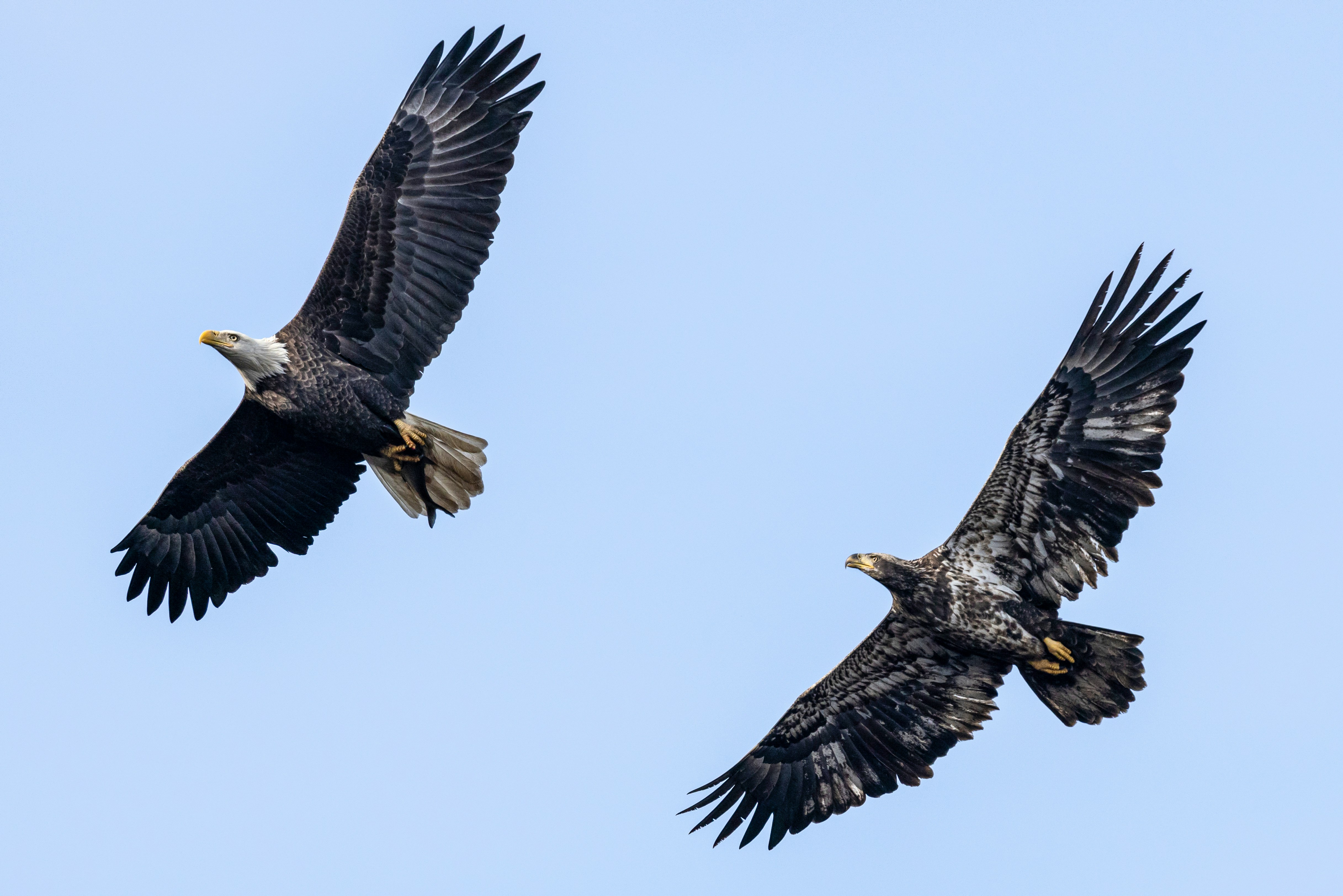 A Juvenile Bald Eagle chasing an Adult carrying a fish. 
