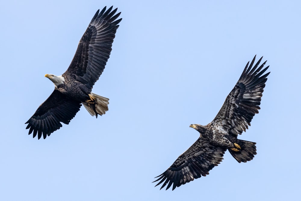 two bald eagles flying in the sky together