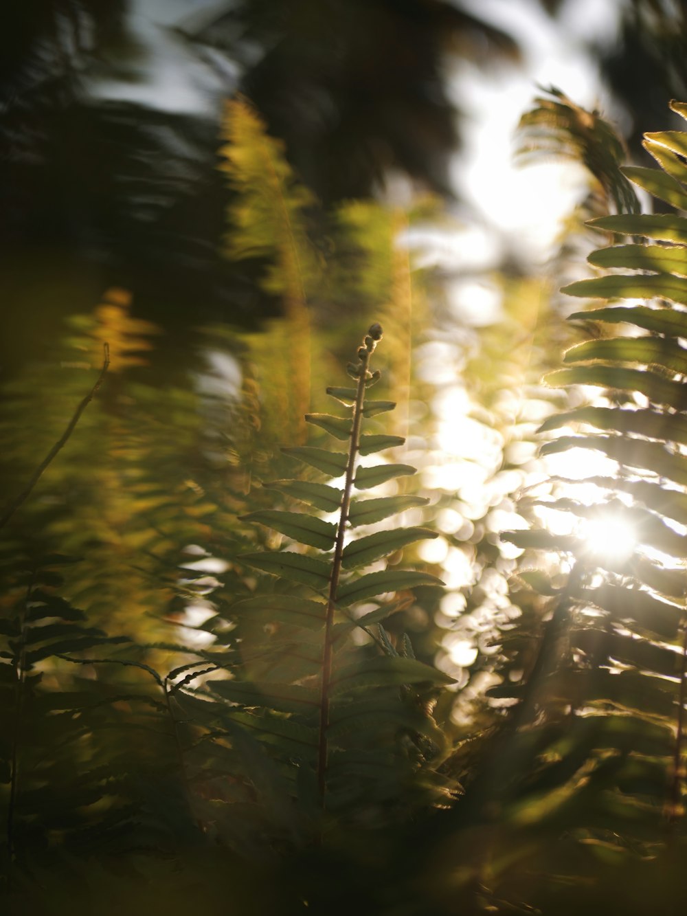 the sun shining through the leaves of a tree