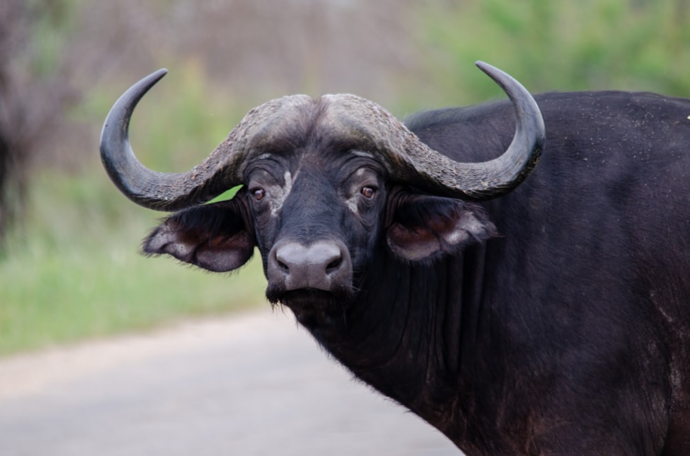 a bull with large horns standing on the side of a road