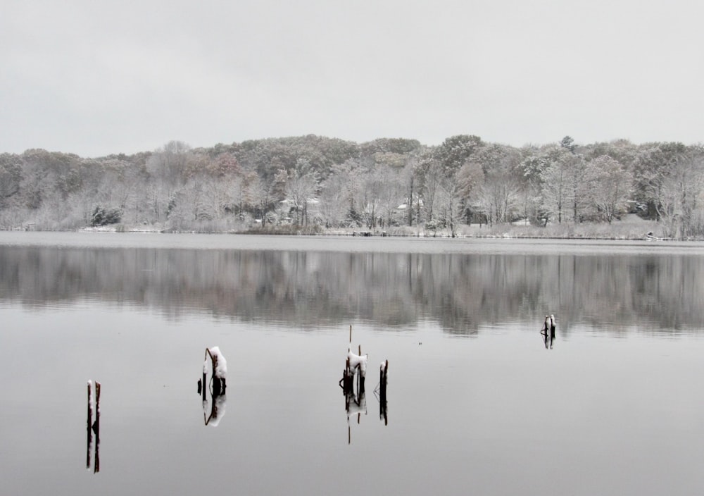 a body of water surrounded by trees covered in snow