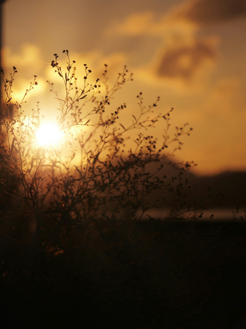 o sol está se pondo atrás de uma árvore sem folhas