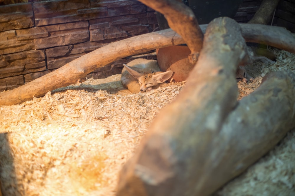 a small animal is laying down in a cage