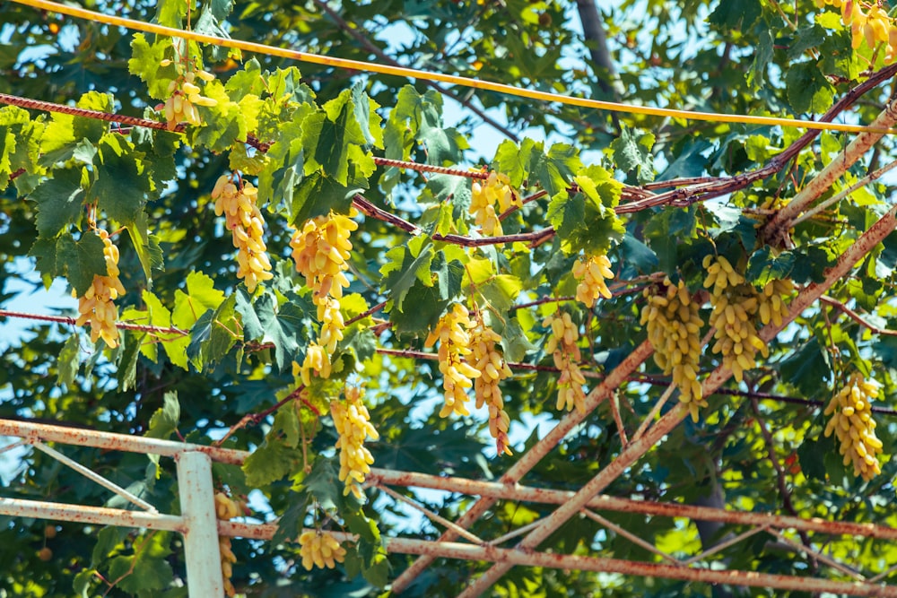 a bunch of yellow flowers hanging from a tree