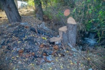A scene depicting a small clearing with cut tree stumps surrounded by fallen leaves and debris. The ground is scattered with rusted metal cans and charred remains, suggesting recent activity involving fire. Lush green and dry brown foliage frame the side of a small stream or water flow, visible in the background.