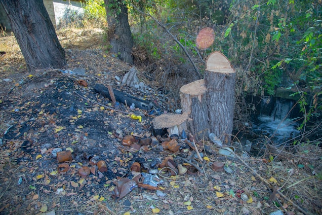 A scene depicting a small clearing with cut tree stumps surrounded by fallen leaves and debris. The ground is scattered with rusted metal cans and charred remains, suggesting recent activity involving fire. Lush green and dry brown foliage frame the side of a small stream or water flow, visible in the background.