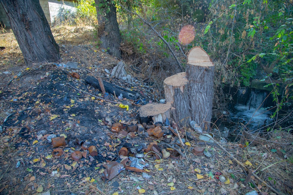 a tree stump in the middle of a forest