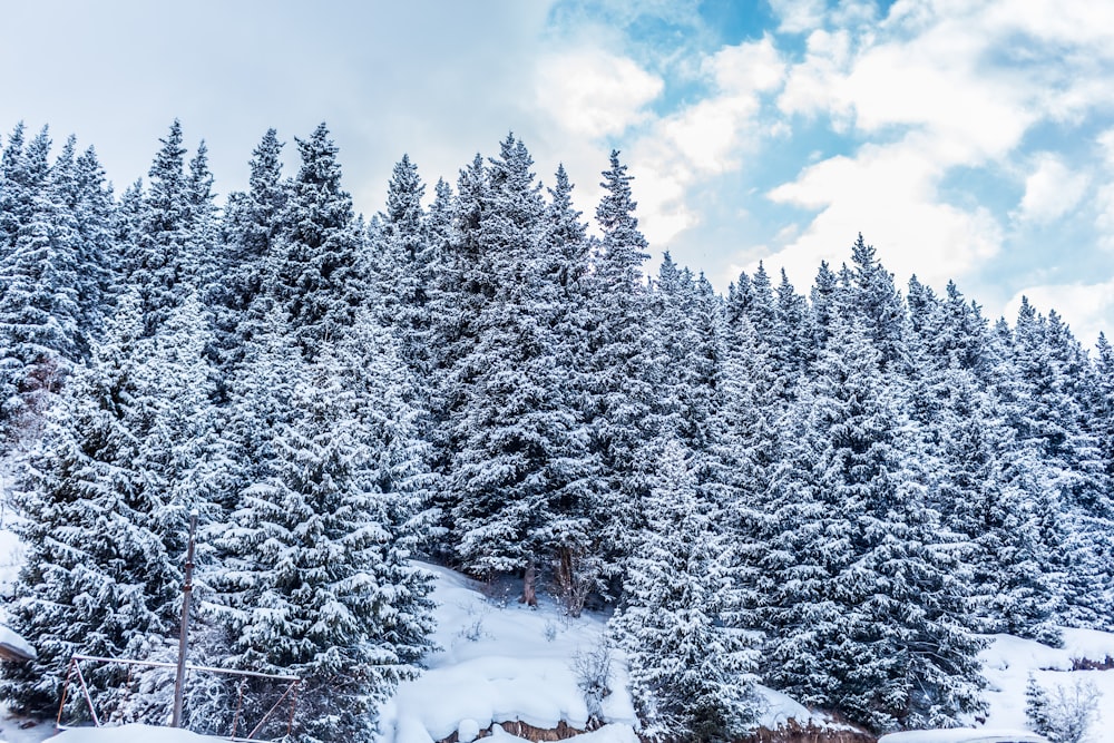 a snow covered forest filled with lots of trees