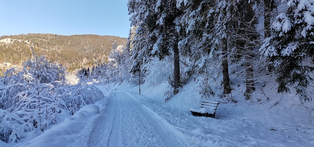 a snow covered road in the middle of a forest