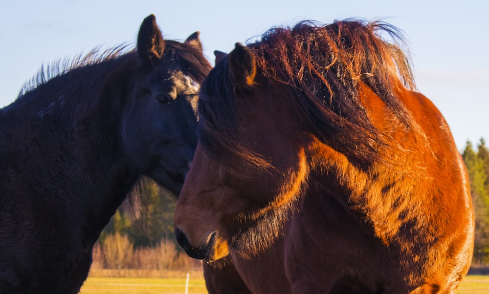 a couple of brown horses standing next to each other