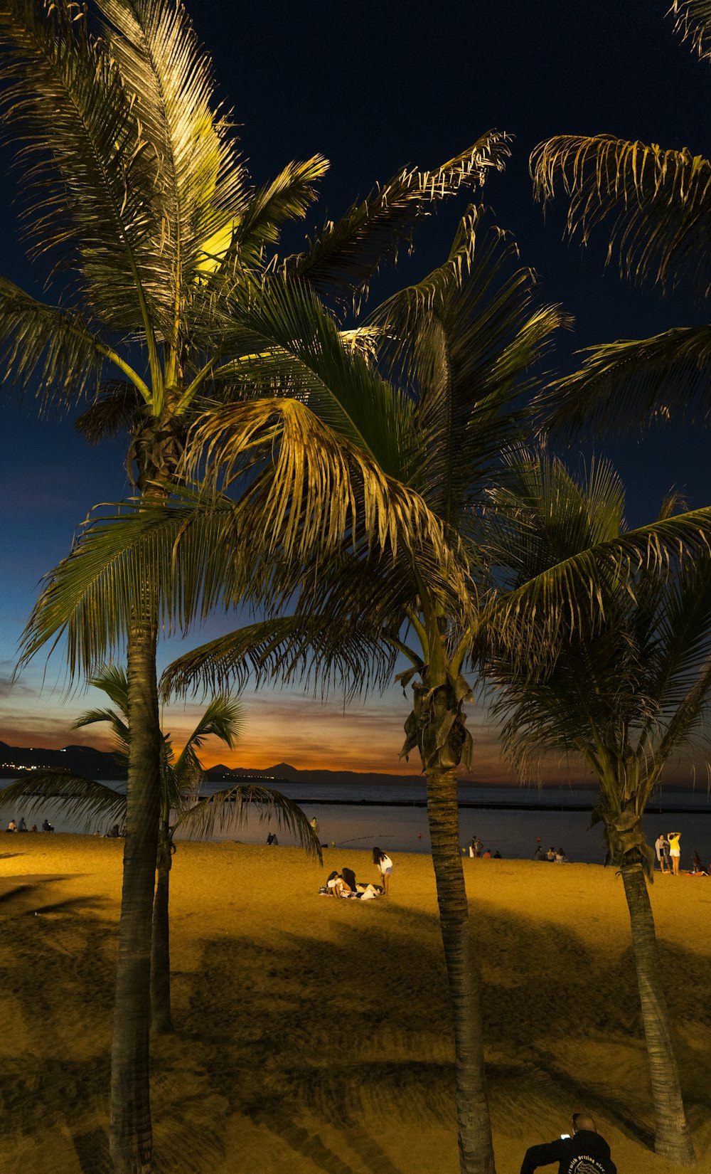 a couple of palm trees sitting on top of a beach