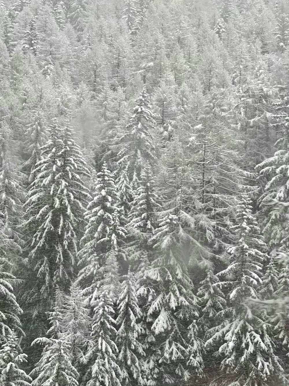 a forest filled with lots of snow covered trees