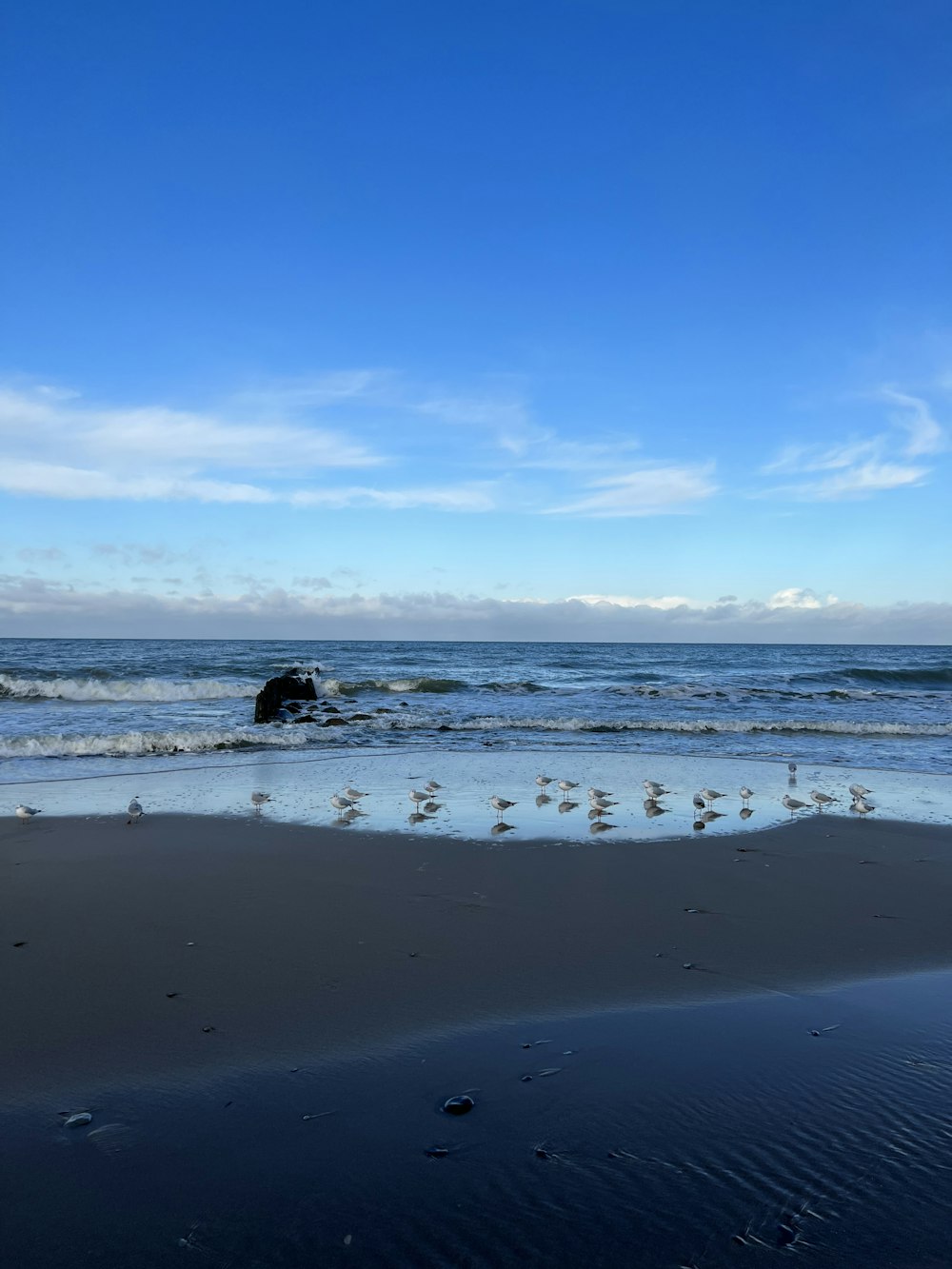 a flock of birds standing on top of a sandy beach