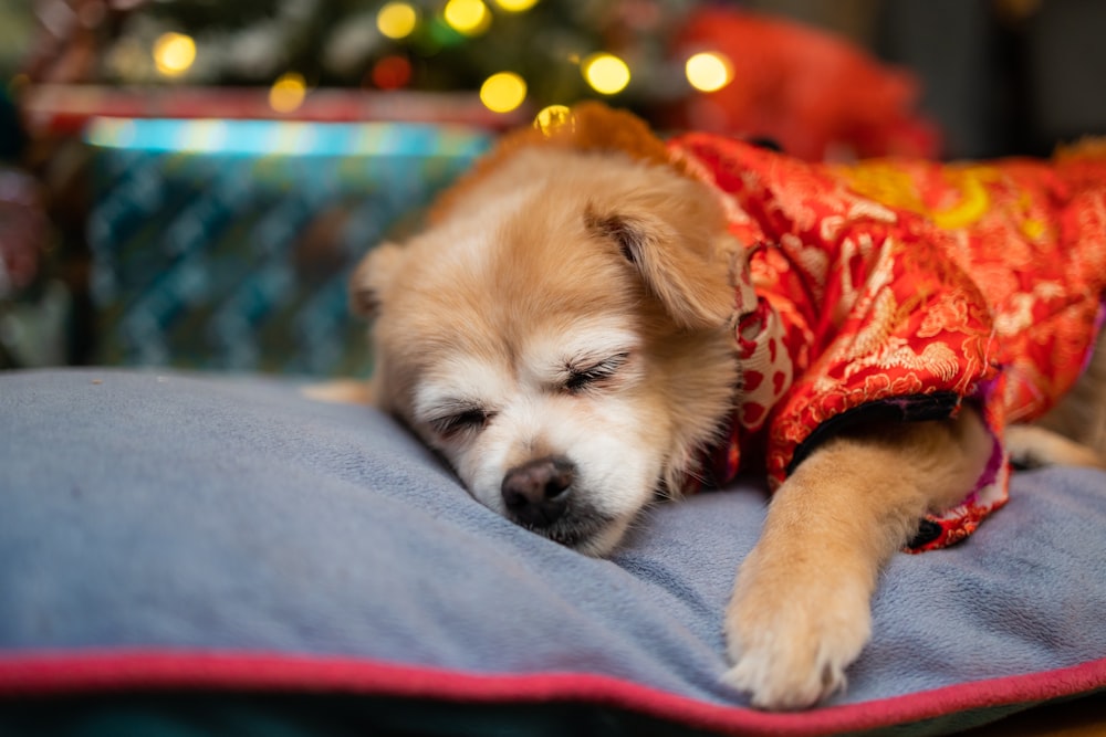 a small brown dog laying on top of a blue blanket