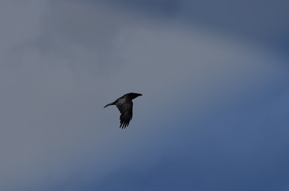 a black bird flying through a cloudy blue sky