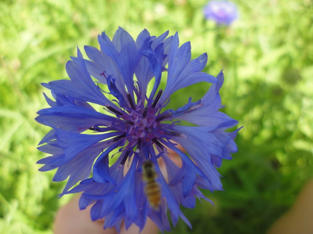 a person holding a blue flower in their hand