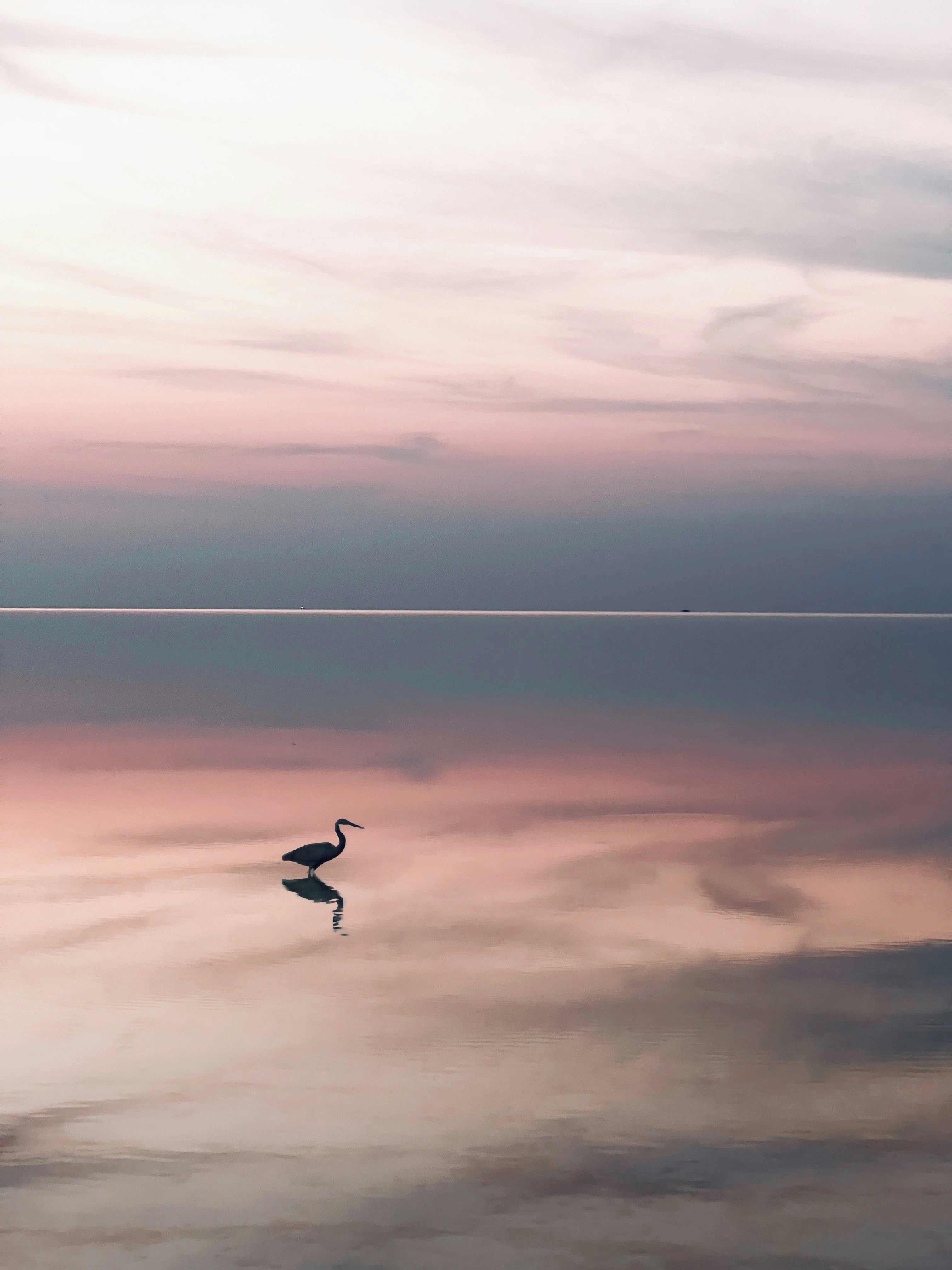 Photo by soroushalavi