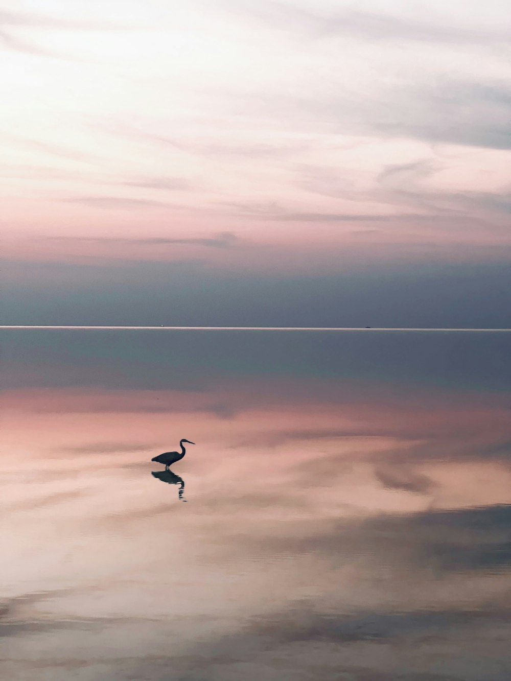 a bird is standing in the water at sunset