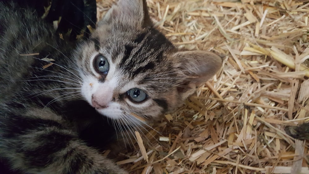 a small kitten laying on top of dry grass