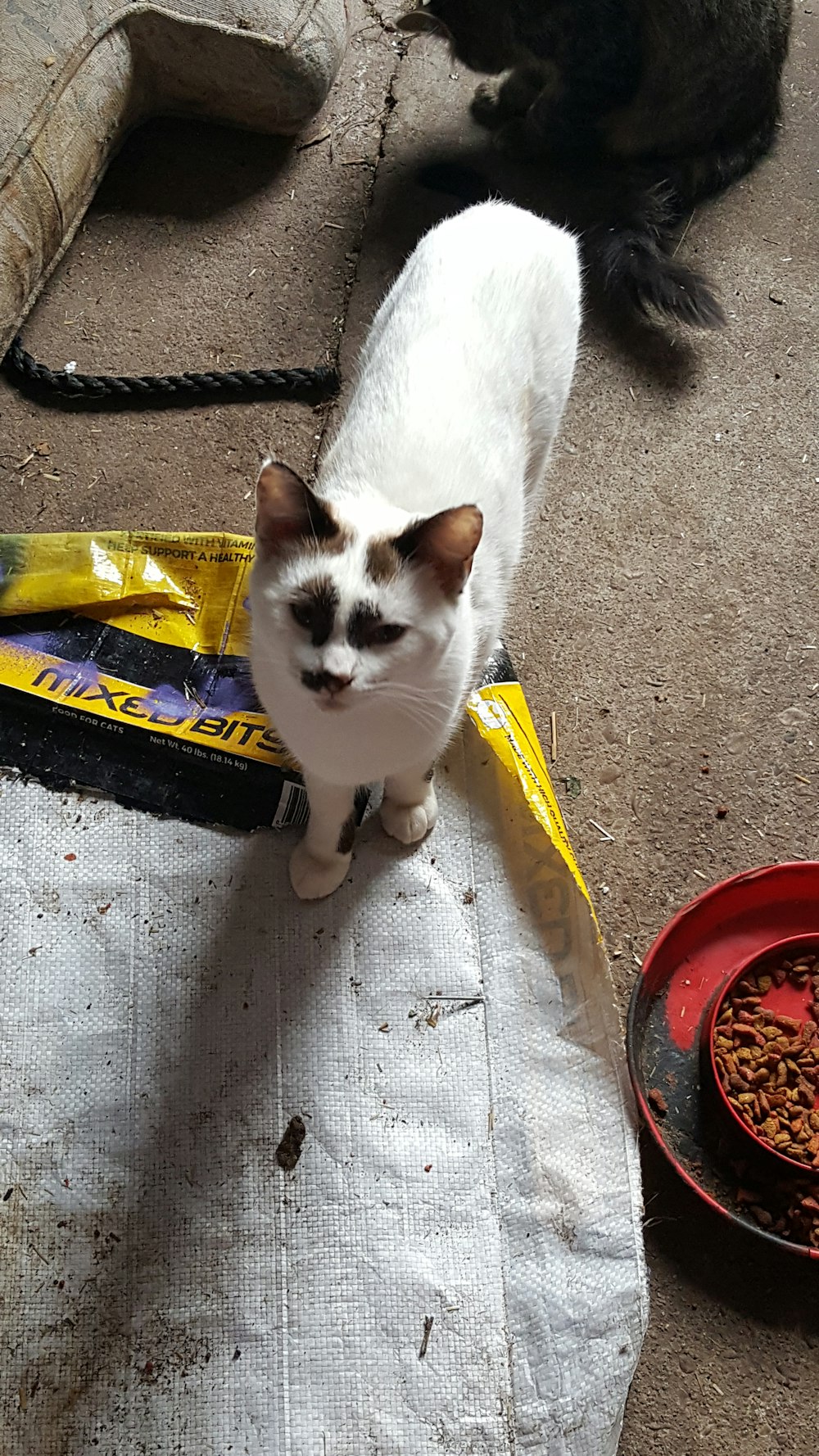 a white cat standing next to a bowl of food