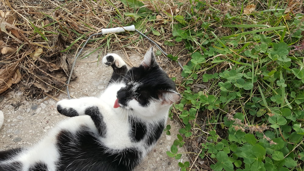 a black and white cat laying on its back in the grass