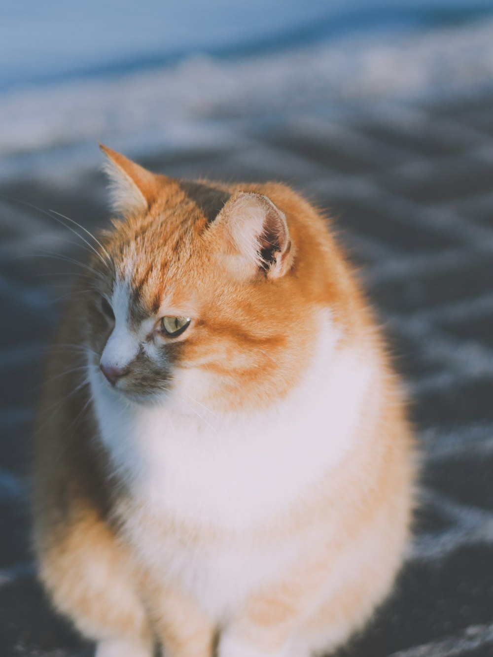 Eine orange-weiße Katze sitzt auf dem Boden