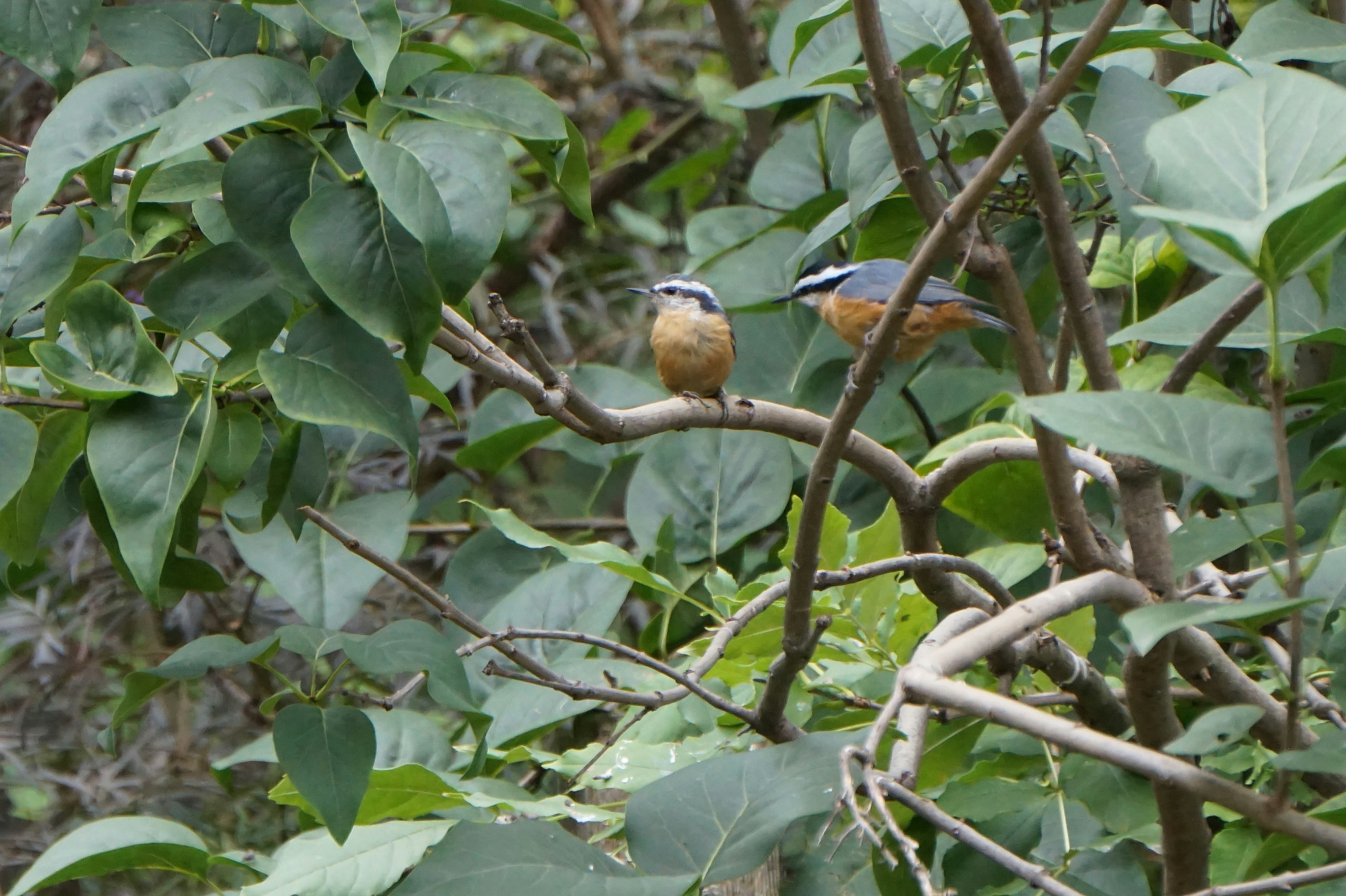 a couple of birds sitting on top of a tree branch
