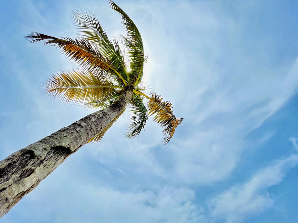 The image depicts a tall palm tree with a brown trunk and green leaves, reaching towards the sky against a clear blue backdrop. The perspective is from below, looking up at the towering height of the palm tree.