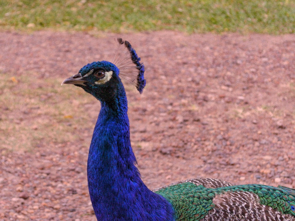 a blue and green peacock standing on top of a dirt field