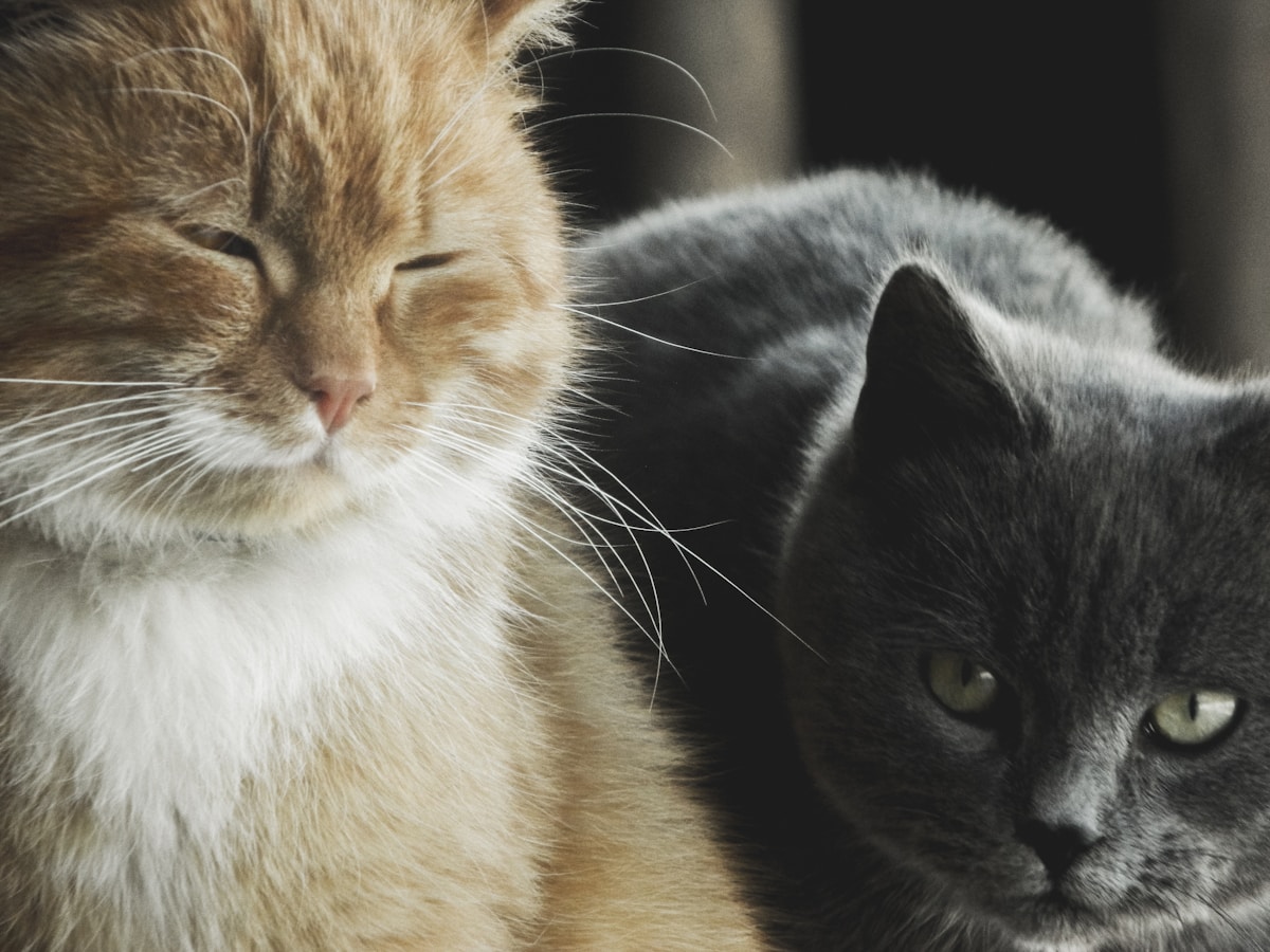 I miei gatti