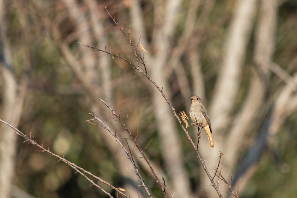 a small bird perched on top of a tree branch