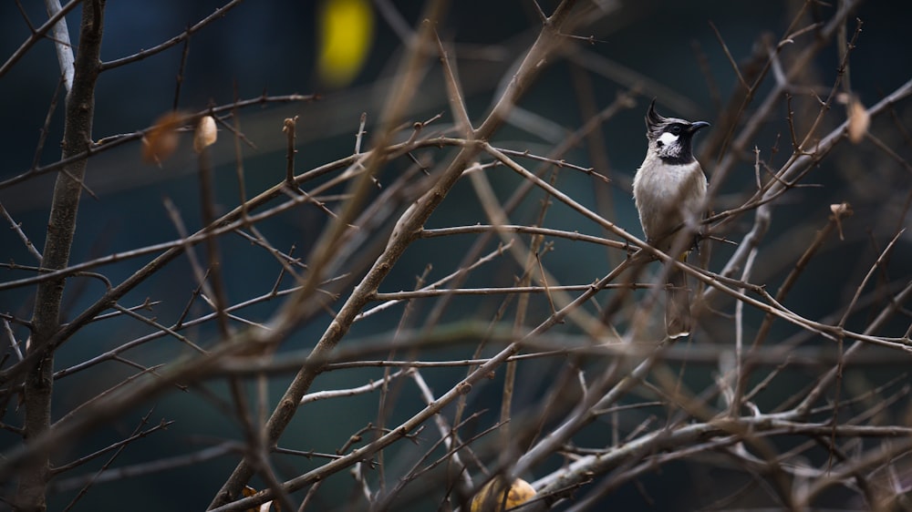 a small bird perched on top of a tree branch