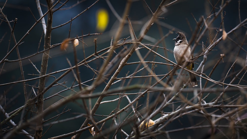 a small bird perched on top of a tree branch