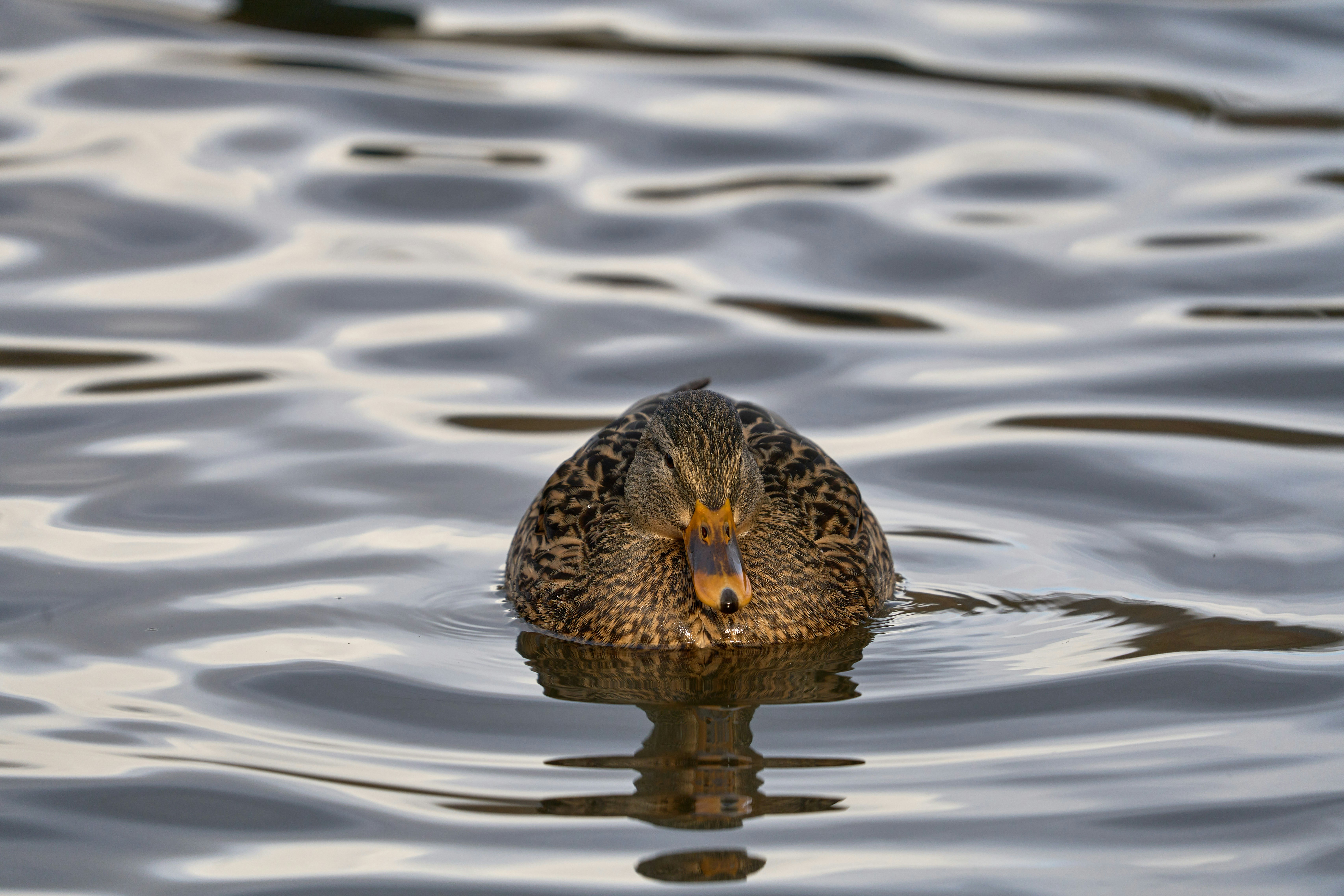 Photo by wolfgang_hasselmann