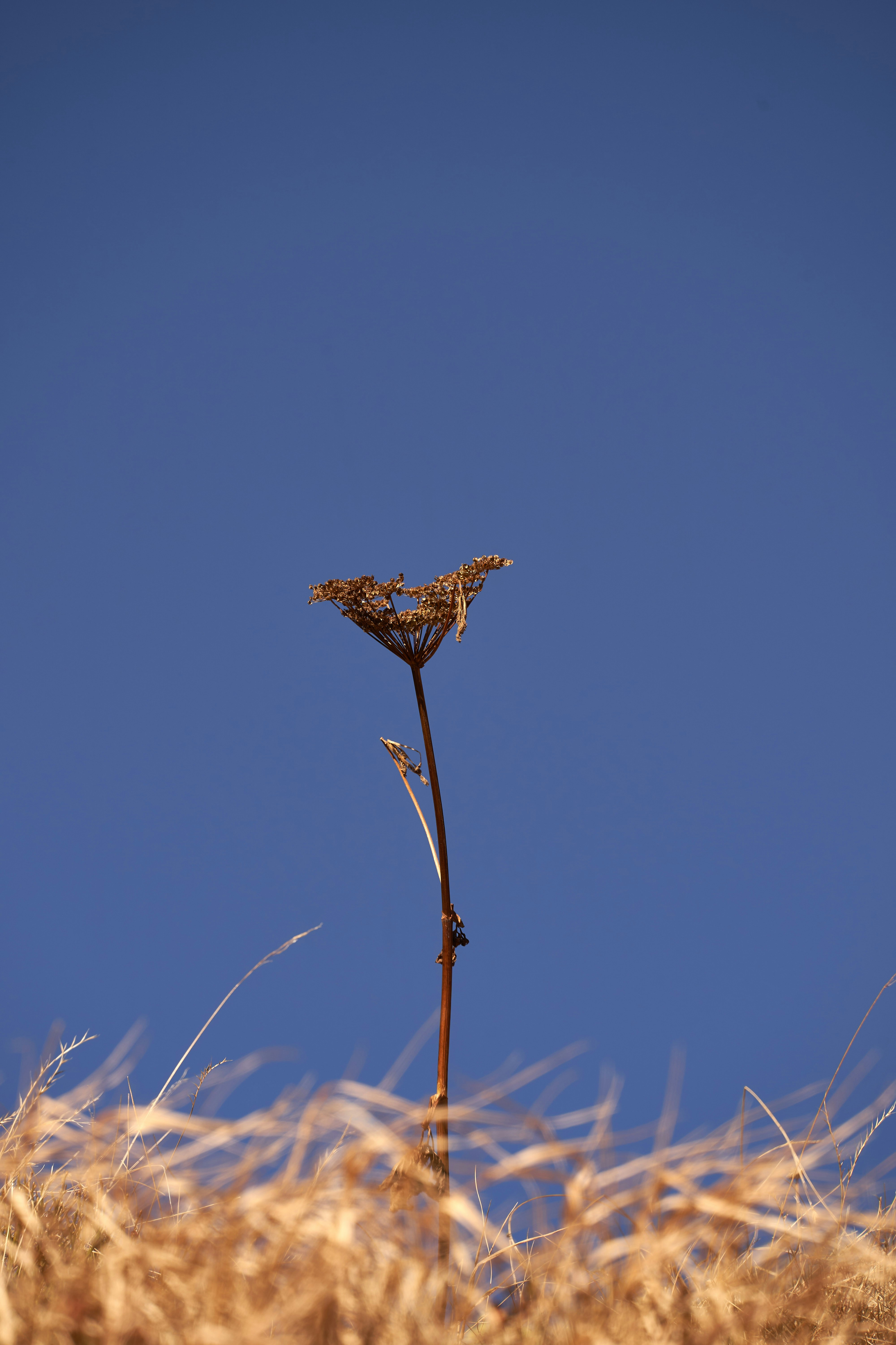 Photo by wolfgang_hasselmann