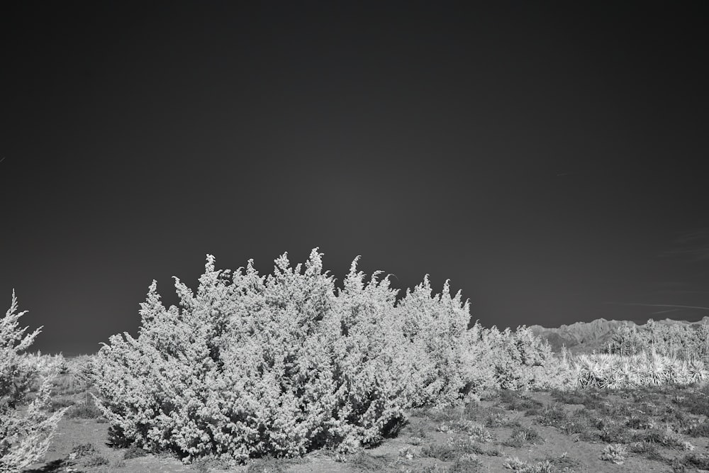 a black and white photo of a bush in the desert
