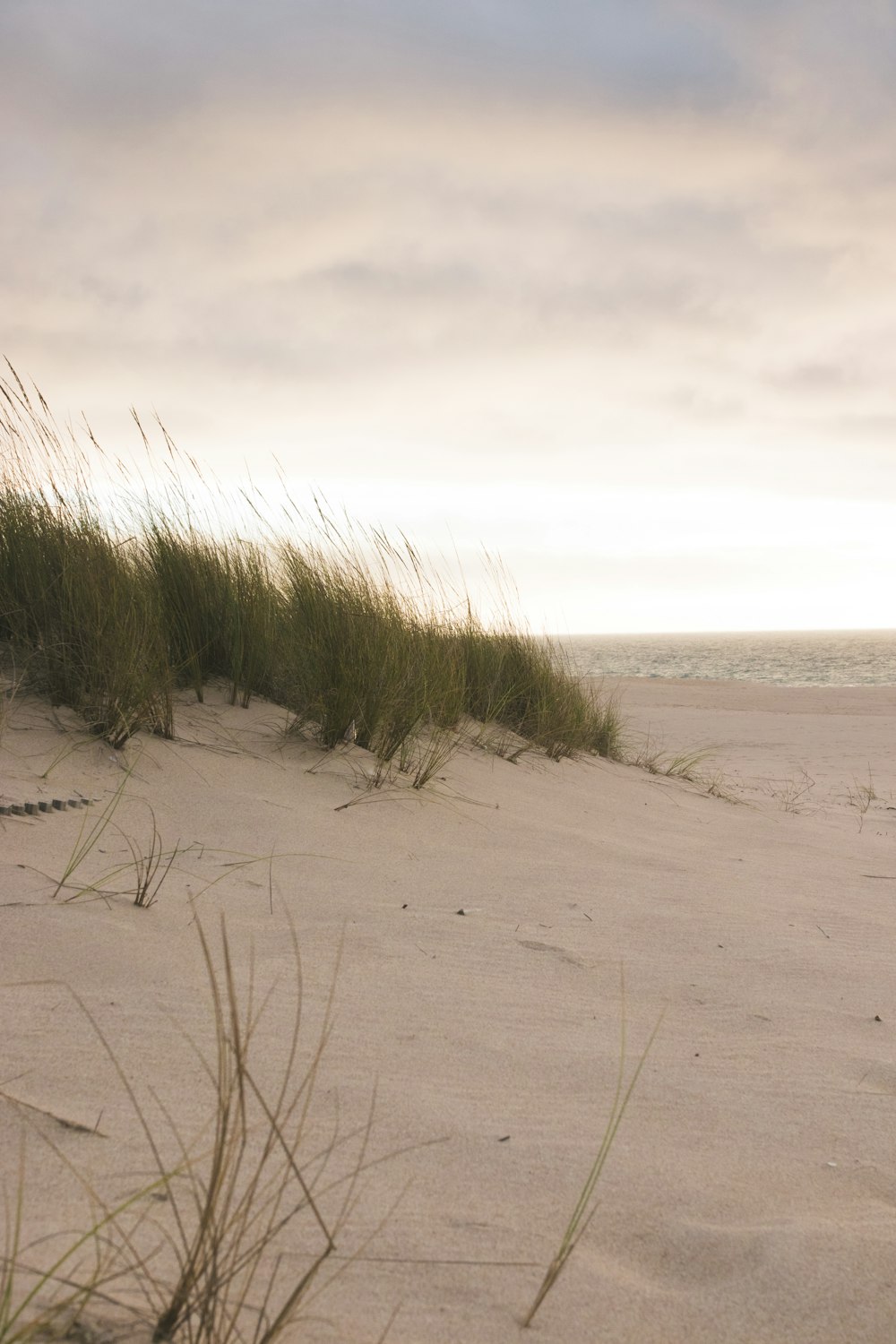 a sandy beach with grass growing out of the sand