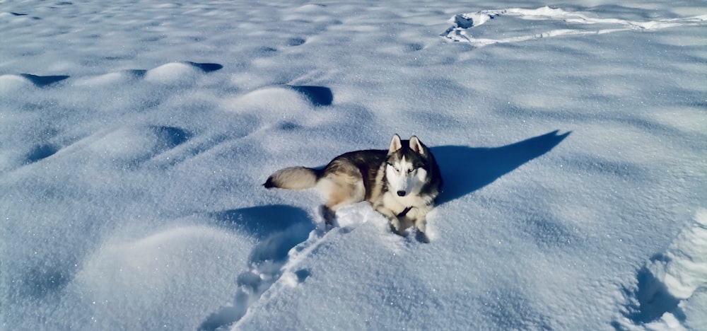a husky dog is walking through the snow