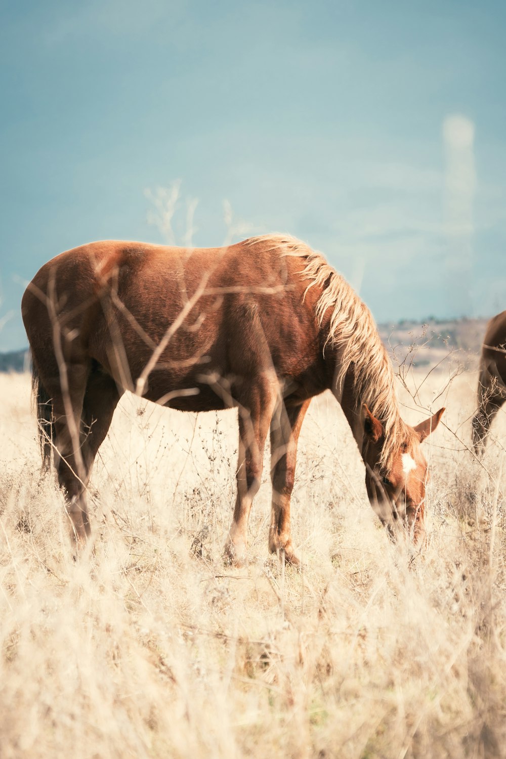 a brown horse eating grass in a field