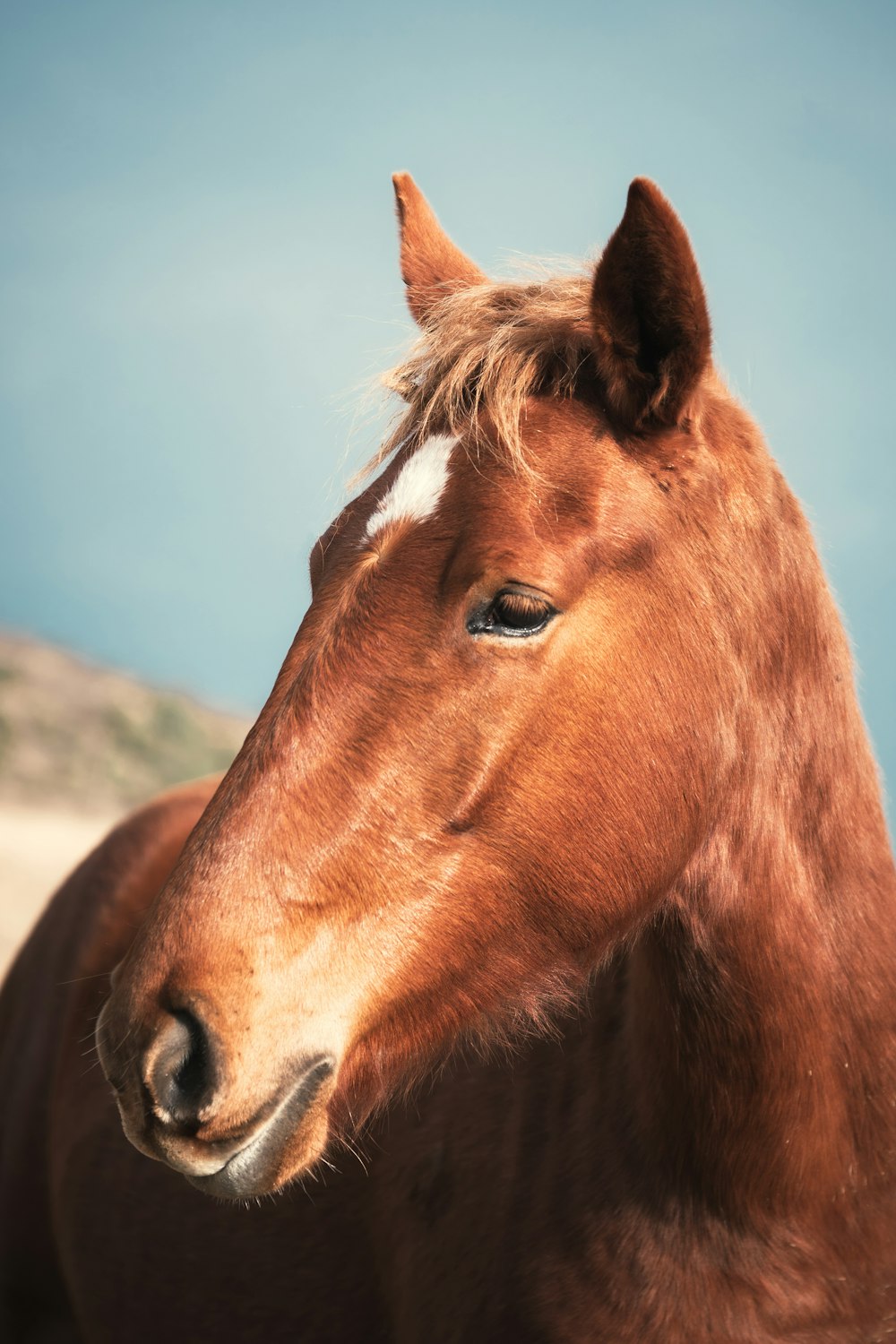 a close up of a horse with a sky background