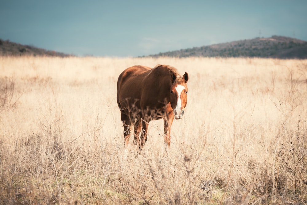 a brown horse standing in a dry grass field