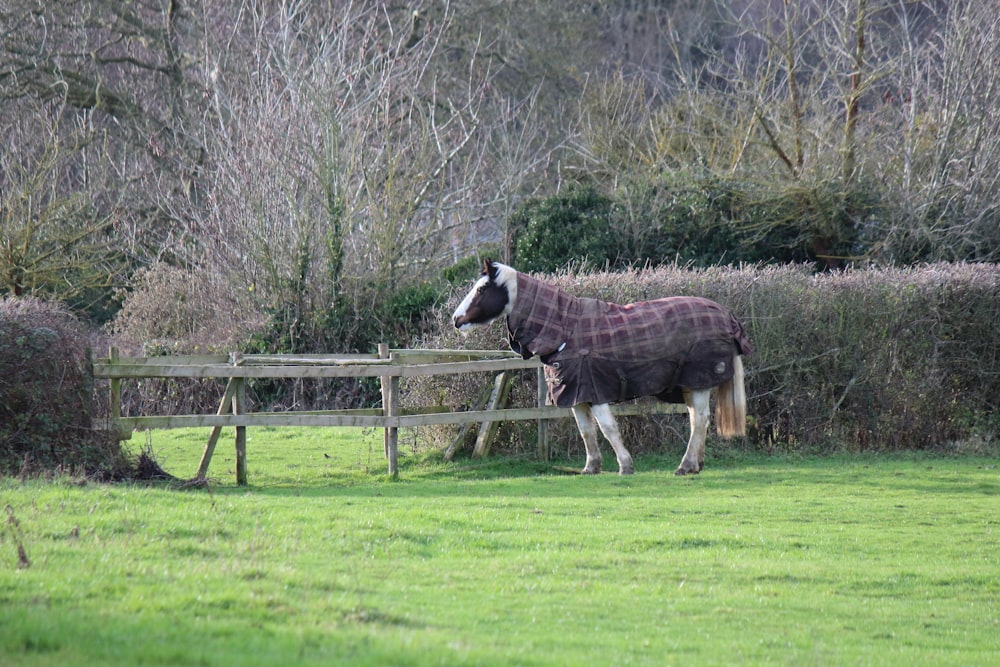 a horse wearing a blanket standing in a field