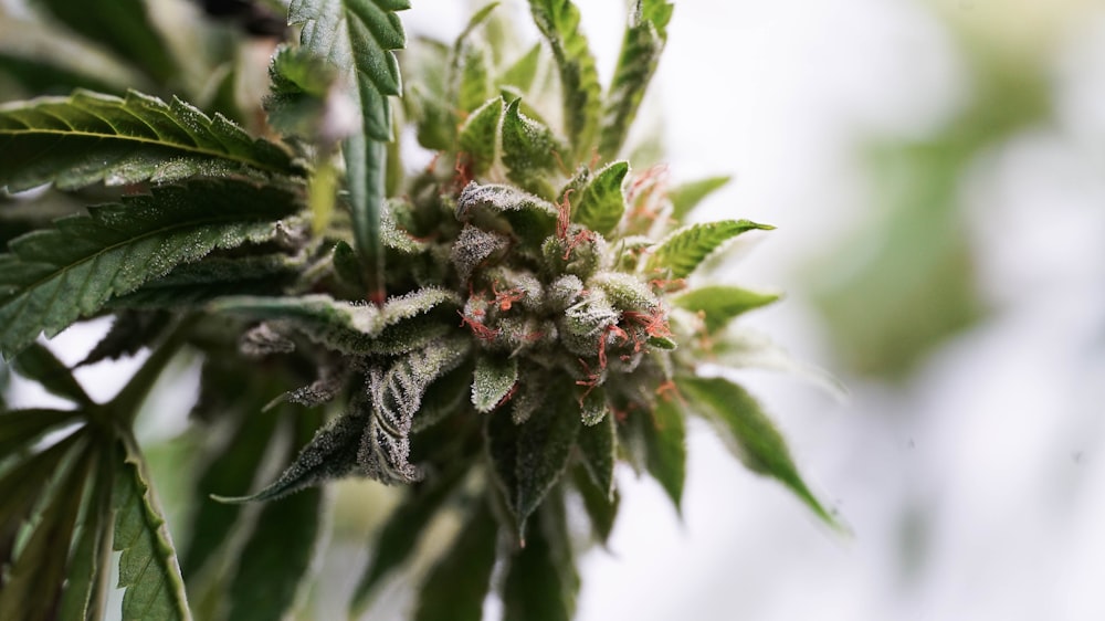 a close up of a green plant with leaves