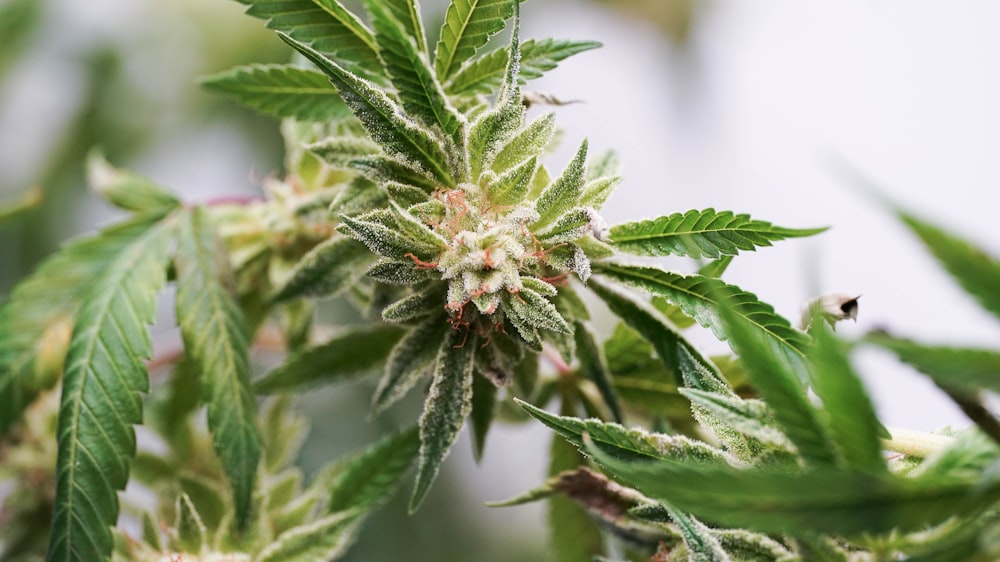 a close up of a plant with green leaves