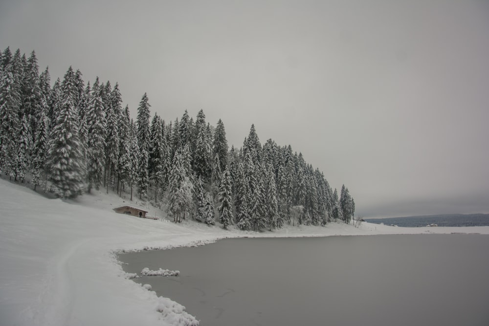 un lac entouré d’arbres couverts de neige