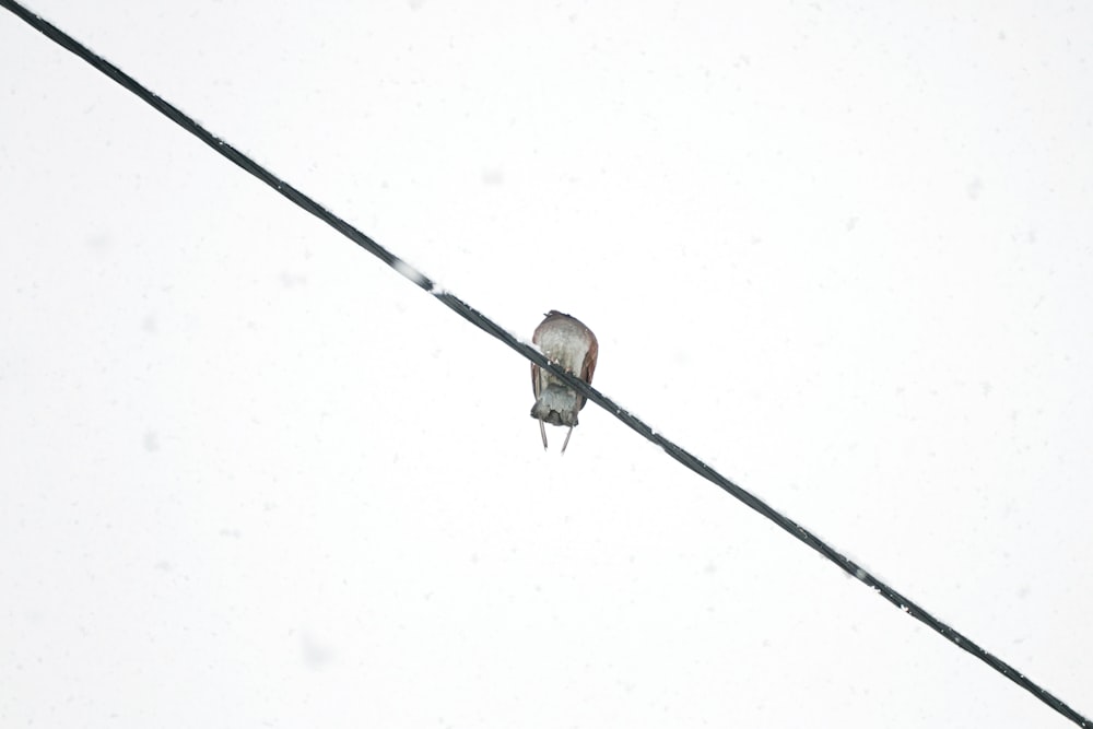 Ein kleiner Vogel sitzt auf einem Draht im Schnee