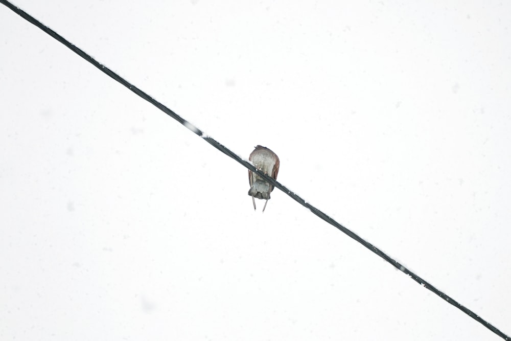 a small bird sitting on a wire in the snow