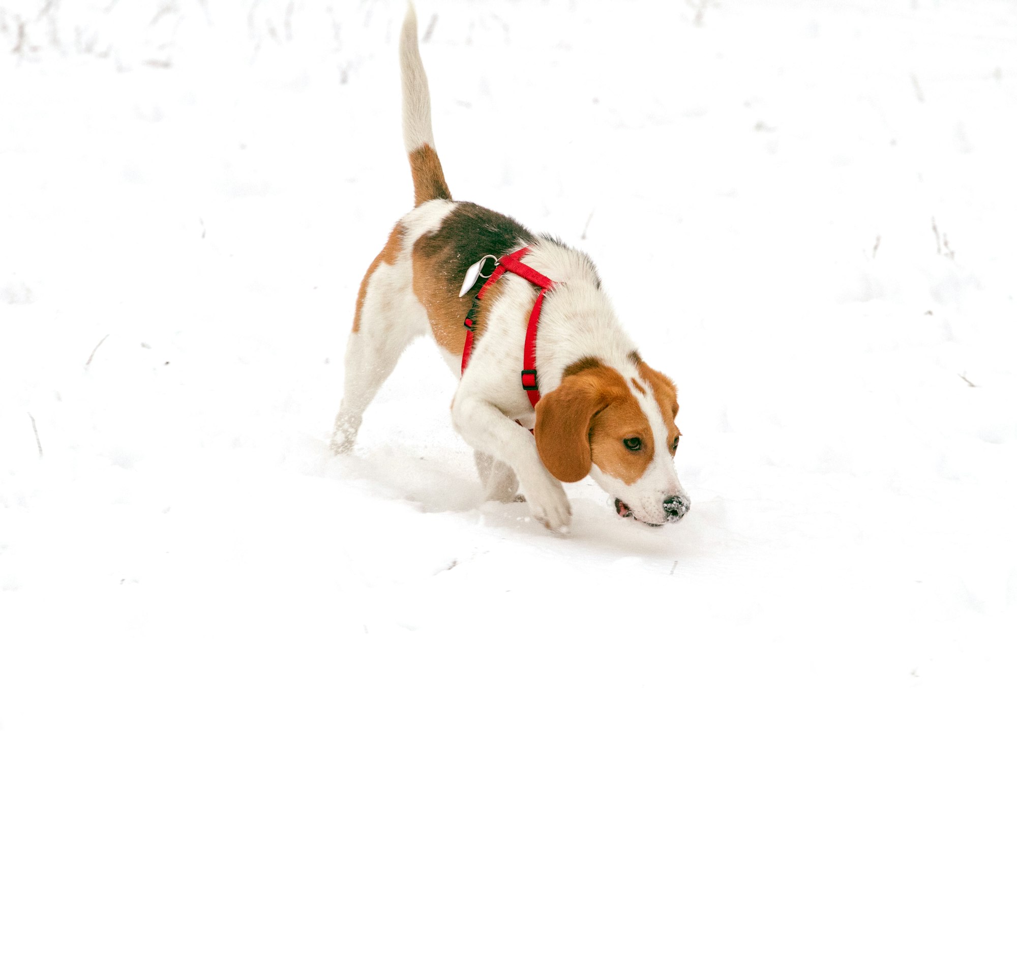 Happy hound dog are running outdoors in white snow