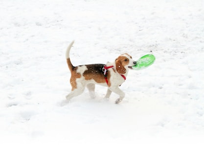 a dog carrying a frisbee in its mouth in the snow